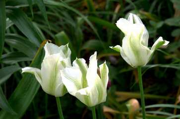 Fototapeta premium Three white and green striped tulips are in bloom against a blurred green background.