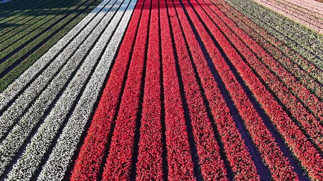 Aerial footage over colorful tulip fiends in Holland