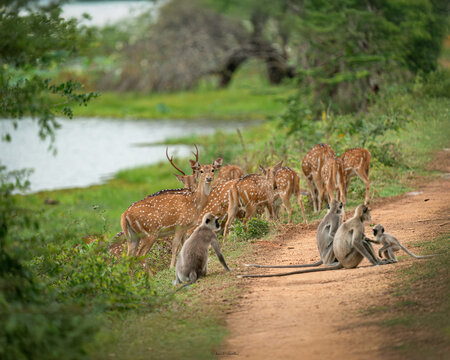Spotted deer and gray langurs on safari track in Yala National Park, Sri Lanka