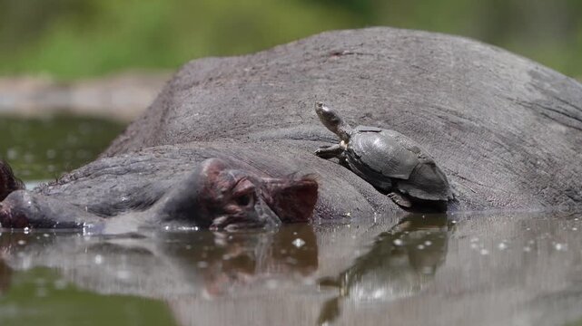 Medium closeup of a terrapin crawling on a hippo's back in a small pond with a green blurred background, Greater Kruger.