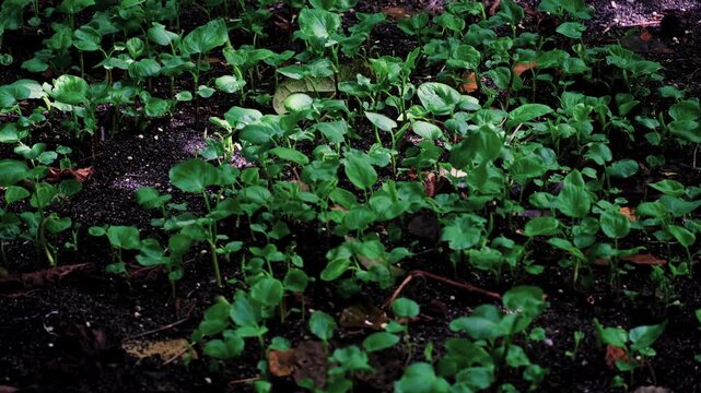 Young kava yaqona plants growing on forest floor in Fiji, South Pacific