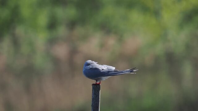 Flussseeschwalbe, Sterna hirundo