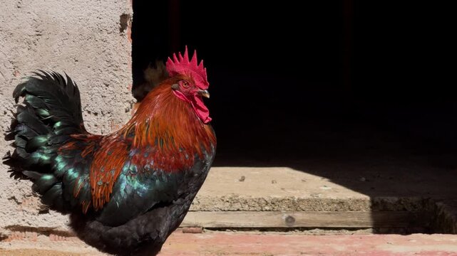 Slow Motion Close Up Rooster Crowing by Rustic Barn Wall