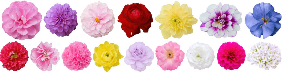 Fototapeta premium Collection of sixteen diverse flowers on a white background