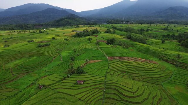 Beautiful morning view in Indonesia, panoramic landscape of rice fields with mountain ranges and clear sky