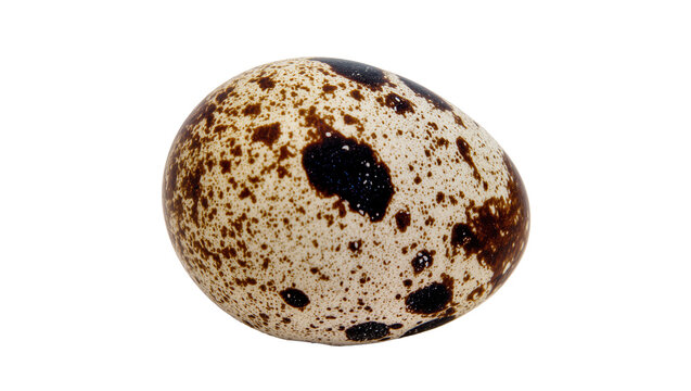 Speckled quail egg with brown and black spots, isolated on transparent background