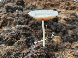 A solitary mushroom emerging from a dense bed of decomposing organic material, likely manure or compost. © ASZLANZALA
