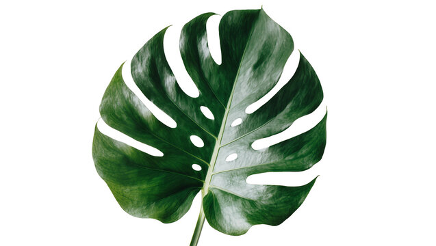 Large green monstera deliciosa leaf with natural holes, isolated on transparent background