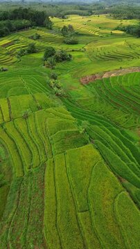 Beautiful morning view in Indonesia, panoramic landscape of rice fields with mountain ranges and clear sky