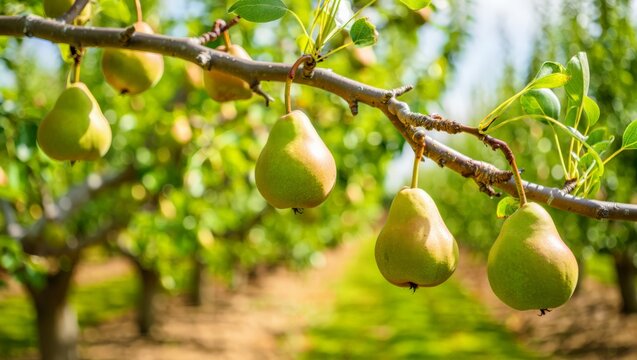 Green pears hanging from tree branch in sunlit summer orchard garden.