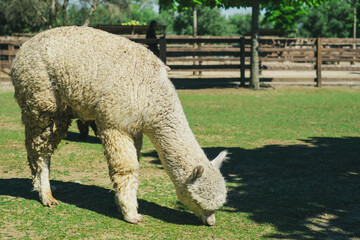 Fototapeta premium Alpaca alone grazing in the mountains