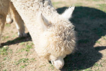 Fototapeta premium Alpaca alone grazing in the mountains