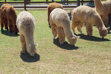 Fototapeta premium Herd of alpacas grazing in the meadows