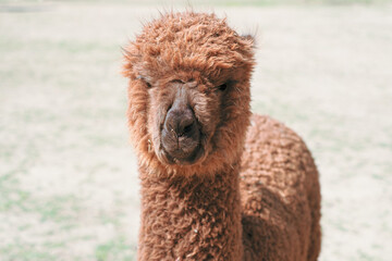 Fototapeta premium Alpaca alone grazing in the mountains