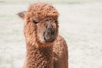 Fototapeta premium Alpaca alone grazing in the mountains