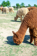 Fototapeta premium Herd of alpacas grazing in the mountains