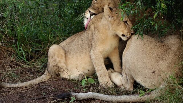 A lioness and a lion cub licking water from each other
