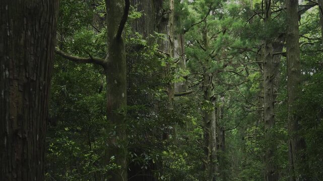 世界遺産 熊野古道 中辺路 大門坂 苔むした石畳｜和歌山県那智勝浦町 Daimonzaka Moss‑Covered Stone Steps, Kumano Kodo Nakahechi, Nachikatsuura, Wakayama, Japan