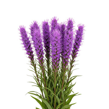 Group of tall purple liatris flowers with green leaves isolated on transparent background vibrant botanical garden bloom summer.