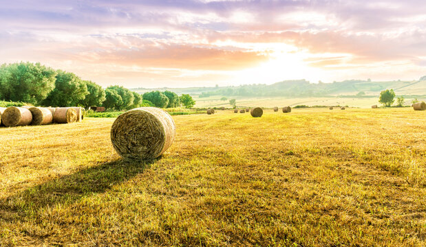 amazing hay stack summer field with golden hay grass on the ground and round stacks on foreground and amazing sunset green valley landscape on background