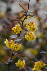 Fototapeta premium Yellow Spring Flowers