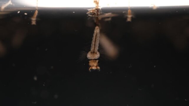 Mosquito Larvae Suspended in Water Displaying Detailed Anatomy Structure
