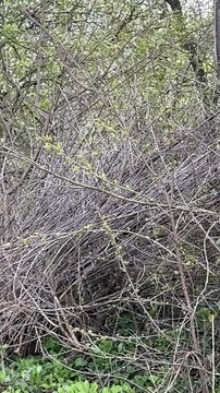 rural village yard with dry branches and fresh spring grass growing through scene 