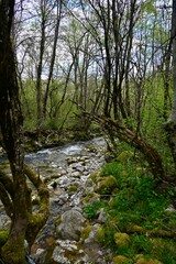Fototapeta premium Beautiful mountain stream flowing through a lush green forest with mossy rocks and trees.