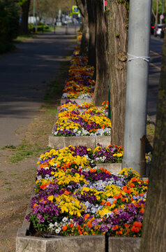 Orange Pansies