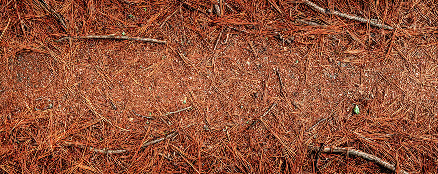 forest path texture featuring a blend of dry sand and fallen pine needles