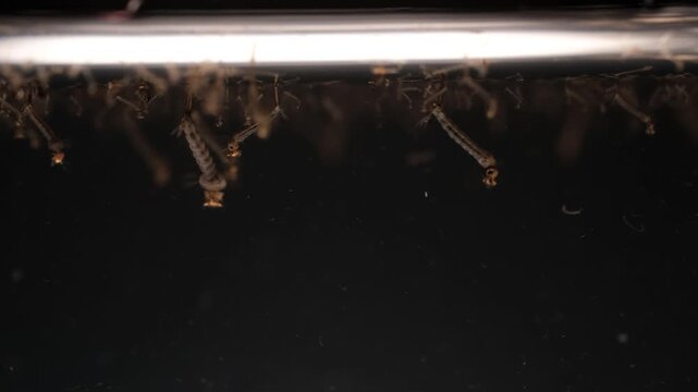 Mosquito Larvae Suspended in Water Displaying Detailed Anatomy Structure
