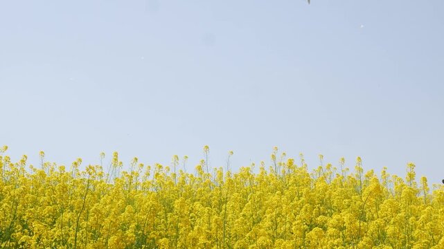 look up view yellow rapeseed flowers flied contrasting to blue sky in sunny spring day with people walking in the back, yellow rapeseed flower petal in Kumagaya Saitama Japan.