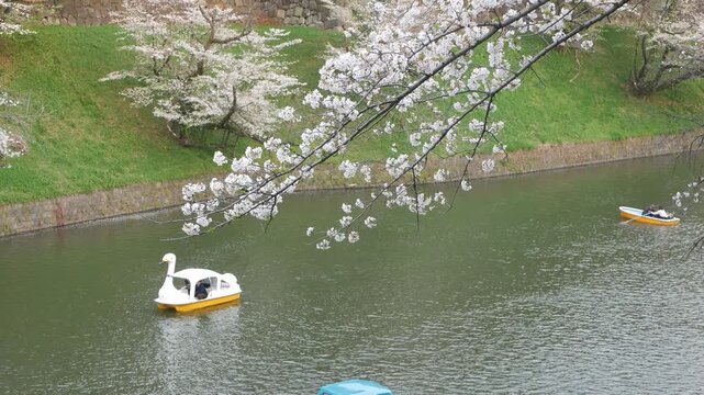 natural landscape view of cherry blossom sakura flower trees along the canal in hanami sakura spring time in day time in Tokyo city,spring sakura flower trees along canal river in chidorigafuchi area