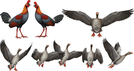 Illustration of Geese and Roosters with Wings Spread for Wildlife, Nature, and Animal Graphics © MstRozinaAkter