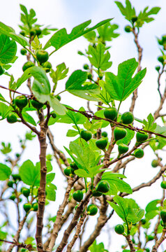 Young Figs on Branch
