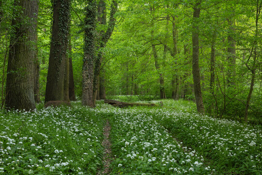 Spring Blooming of Wild Garlic (Allium ursinum) in the Riparian Forests by the Odra River, Poland