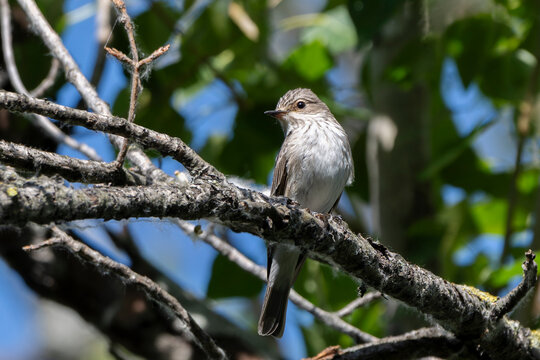 Spotted flycatcher (Muscicapa striata), small passerine bird.	