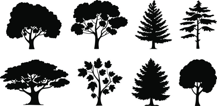 Black silhouettes of maple trees against  leaf