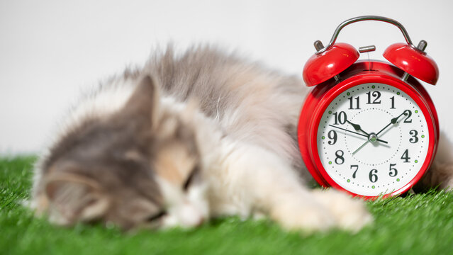 tricolor cat sits on a mat of artificial green grass next to a red retro alarm clock