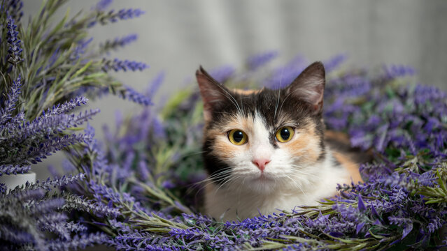 A playful cat with a mix of colors is curiously hiding among lush lavender plants.