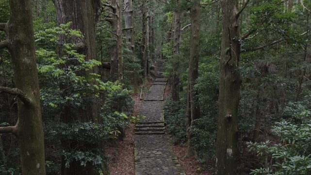 Dolly-In Shot &ndash; Moss-Covered Stone Path on Kumano Kodo Nakahechi Route, Daimonzaka Slope, Nachikatsuura, Wakayama, Japan (UNESCO World Heritage)　ドリーインショット「世界遺産 熊野古道 中辺路 大門坂 苔むした石畳」和歌山県那智勝浦町