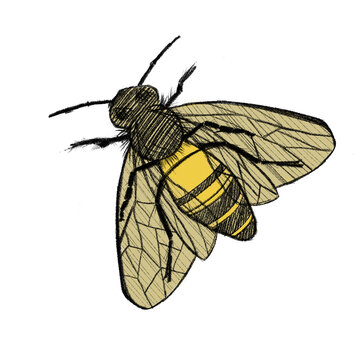 Bee
