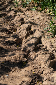 dry soil 