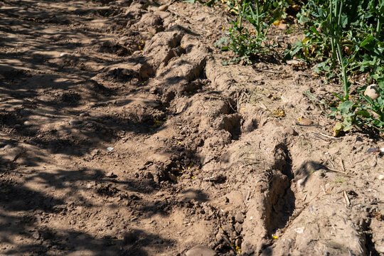 dry soil in field