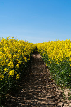 road in the field of rapeseed