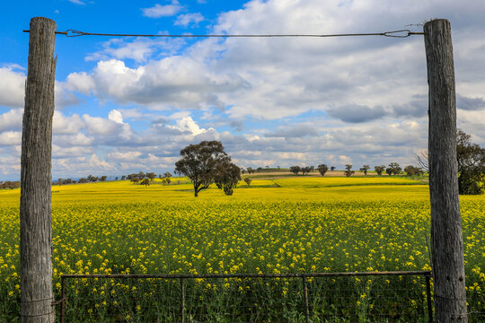 Field of yellow canola beneath a cloudy blue sky, framed by weathered timber fence posts. Rural scene highlighting bright crop colour and open countryside.