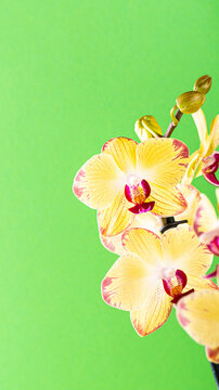 Beautiful yellow orchids display intricate patterns, set against a vivid green backdrop, showcasing natural elegance and charm, phone background with copy space