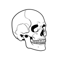 Obraz premium A detailed illustration of a human skull with a crack, showcasing its skeletal structure.
