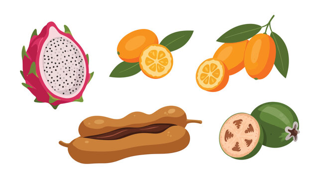 Exotic Tropical Fruits Illustration Set: Dragon Fruit, Kumquat, Tamarind, Feijoa. Flat Design Healthy Food.