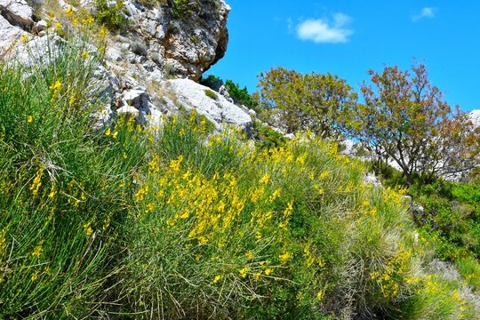 Yellow flowering Spartium junceum shrubs mediterranean vegetation